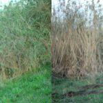 Australian Kiss: “Всё решает только случай. А случай – это судьба”